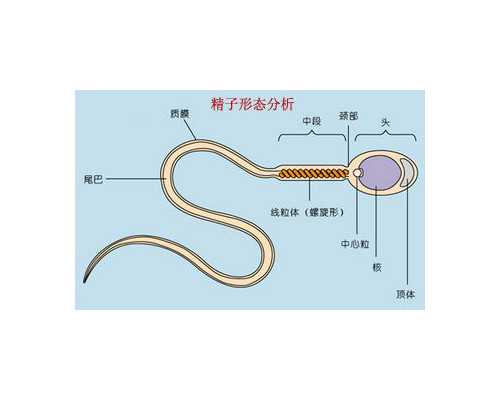 重庆供卵助孕指南：2024年重庆可供卵试管医院概览