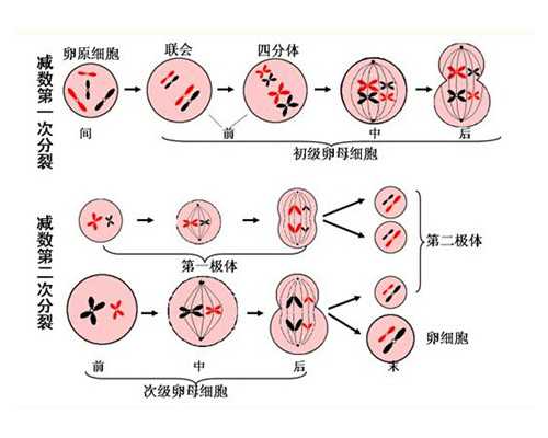 探索西南医院的辅助生殖技术与经验